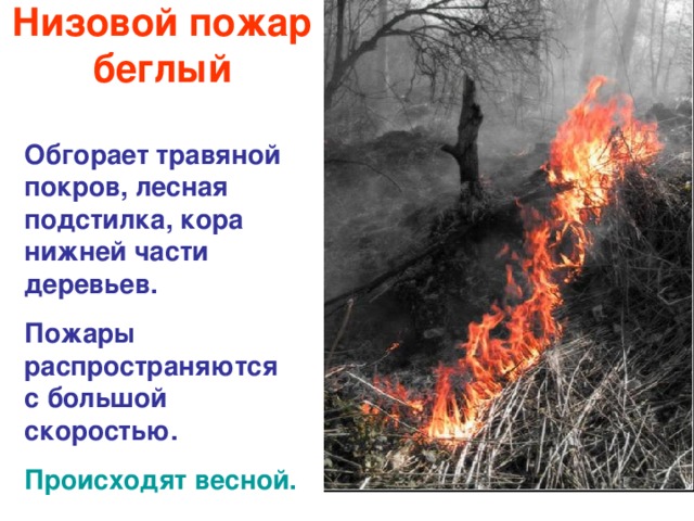 Низовой пожар  беглый Обгорает травяной покров, лесная подстилка, кора нижней части деревьев. Пожары распространяются с большой скоростью. Происходят весной. 