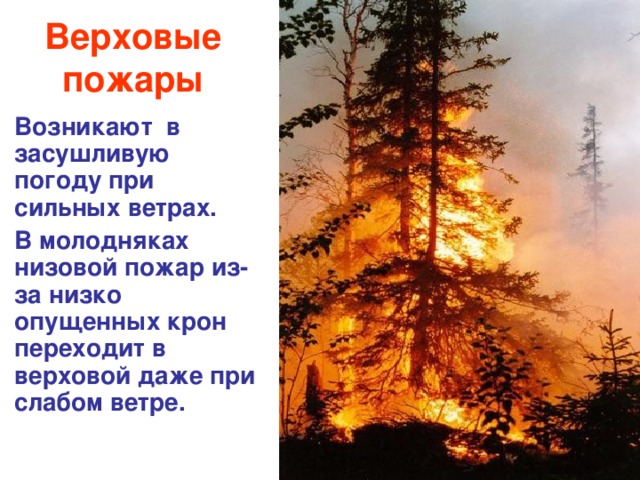 Верховые пожары Возникают в засушливую погоду при сильных ветрах. В молодняках низовой пожар из-за низко опущенных крон переходит в верховой даже при слабом ветре.  