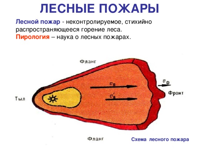 ЛЕСНЫЕ ПОЖАРЫ  Лесной пожар - неконтролируемое, стихийно  распространяющееся горение леса.  Пирология – наука о лесных пожарах. Схема лесного пожара 