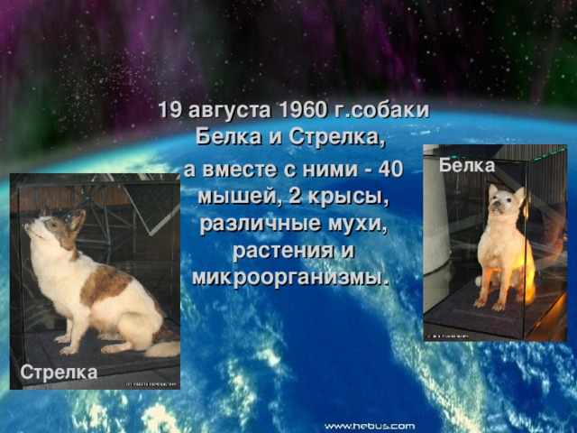 19 августа 1960 г.собаки Белка и Стрелка, а вместе с ними - 40 мышей, 2 крысы, различные мухи, растения и микроорганизмы.  Белка Стрелка 