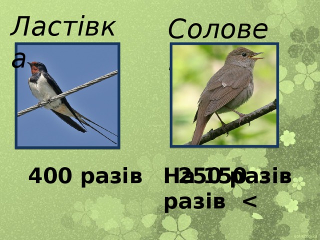 Ластівка Соловей 400 разів На 150 разів  250 разів 