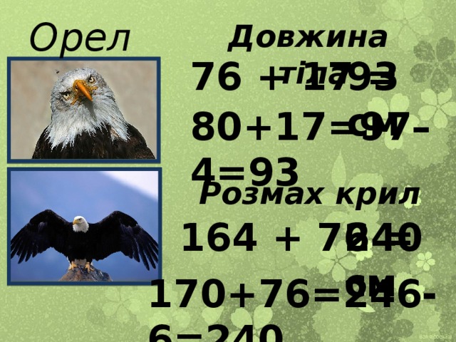 Орел Довжина тіла 76 + 17 = 93 см 80+17=97–4=93 Розмах крил 164 + 76 = 240 см 170+76=246-6=240 