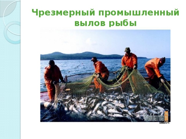 Чрезмерный промышленный вылов рыбы 
