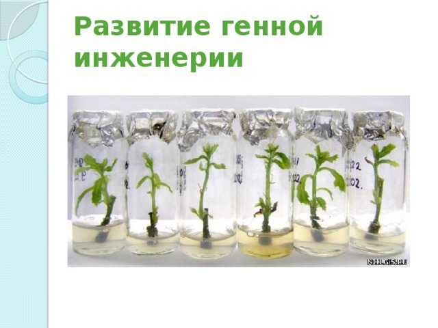 Развитие генной инженерии 