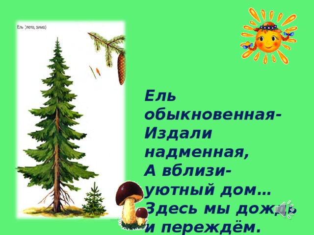 Ель обыкновенная- Издали надменная,  А вблизи- уютный дом…  Здесь мы дождь и переждём. 