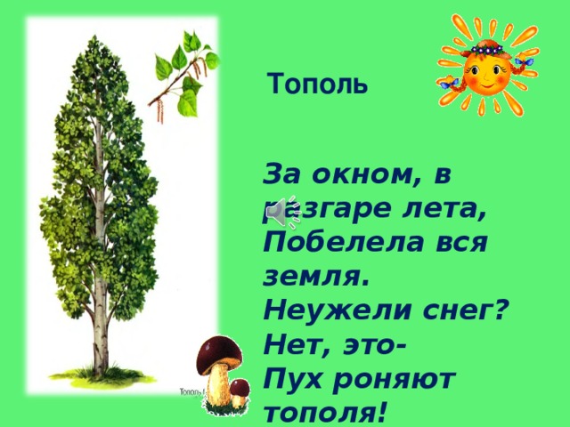 Тополь За окном, в разгаре лета,  Побелела вся земля.  Неужели снег? Нет, это-  Пух роняют тополя! 