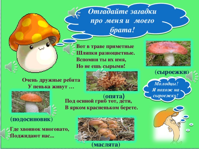 Отгадайте загадки про меня и моего брата! Вот в траве приметные  Шляпки разноцветные.  Вспомни ты их имя,  Но не ешь сырыми! ( сыроежки )  Очень дружные ребята У пенька живут …   На какой гриб я похож?  Молодцы! Я похож на сыроежку! ( опята ) Под осиной гриб тот, дети,  В ярком красненьком берете.   (подосиновик )   Где хвоинок многовато,  Поджидают нас...  (маслята) 