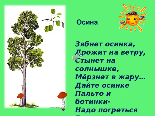 Дрожит на ветру. Стихотворение зябнет Осинка дрожит на ветру. Зябнет Осинка дрожит на ветру. Осинка стихотворение. Стихотворение о осине.