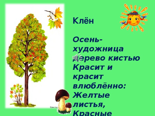Клён Осень-художница дерево кистью  Красит и красит влюблённо:  Желтые листья,  Красные листья,  Разные листья у клёна. 