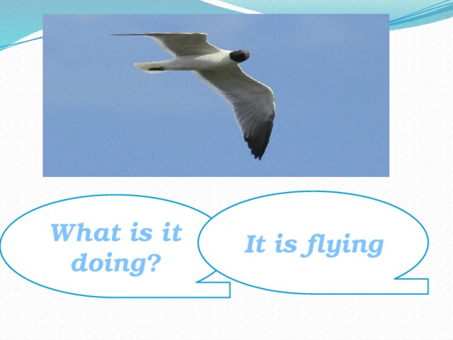 It is flying What is it doing? 
