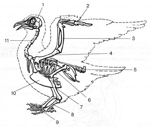 Скелет птицы биология 7 класс рисунок