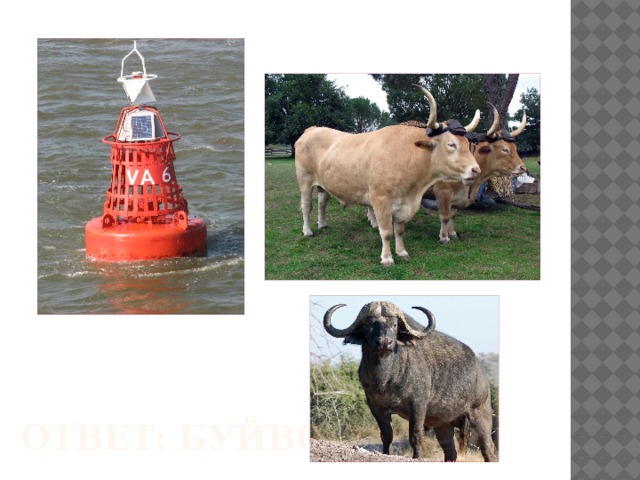 Ответ: Буйвол 