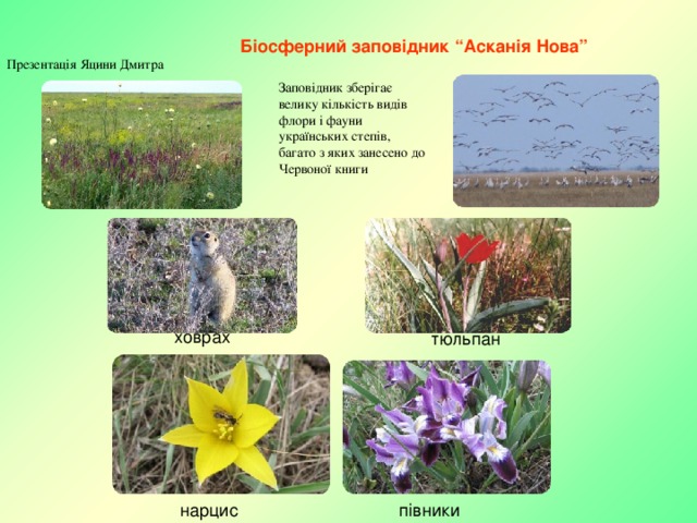 Біосферний заповідник “Асканія Нова” Презентація Яцини Дмитра Заповідник зберігає велику кількість видів флори і фауни українських степів, багато з яких занесено до Червоної книги 