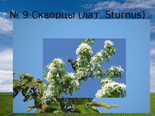 № 9 Скворцы (лат. Sturnus) 