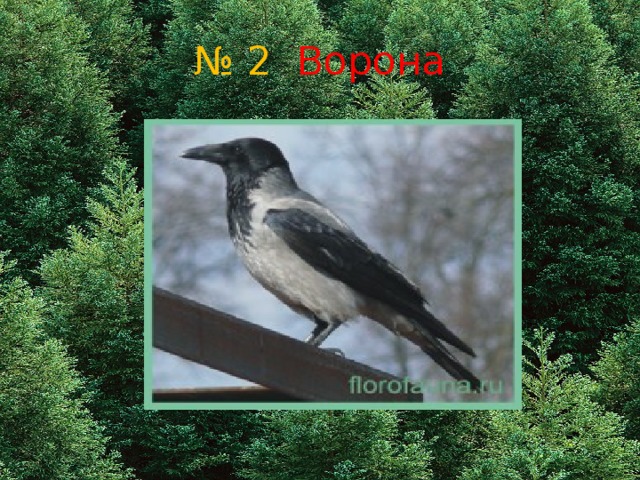 № 2 Ворона 