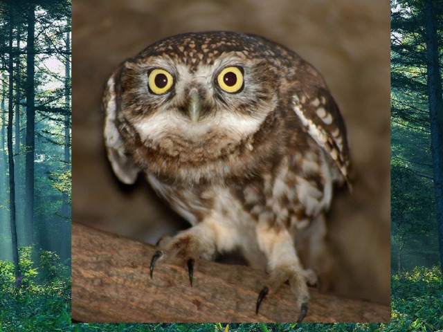 № 4 Домовой сыч 