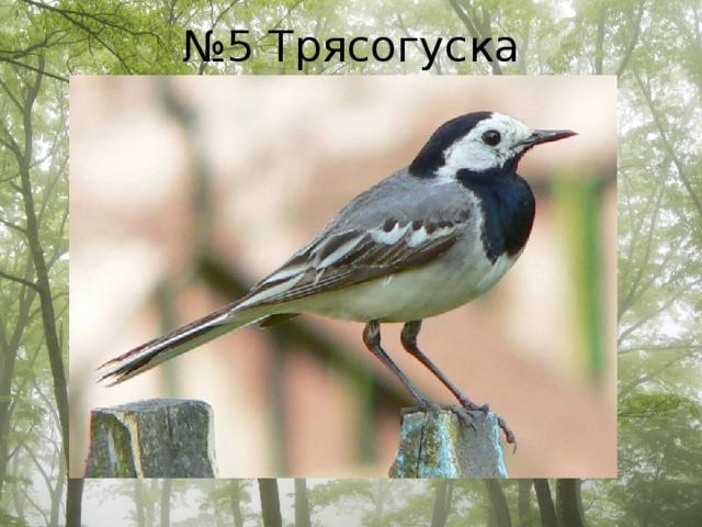 № 5 Трясогуска 