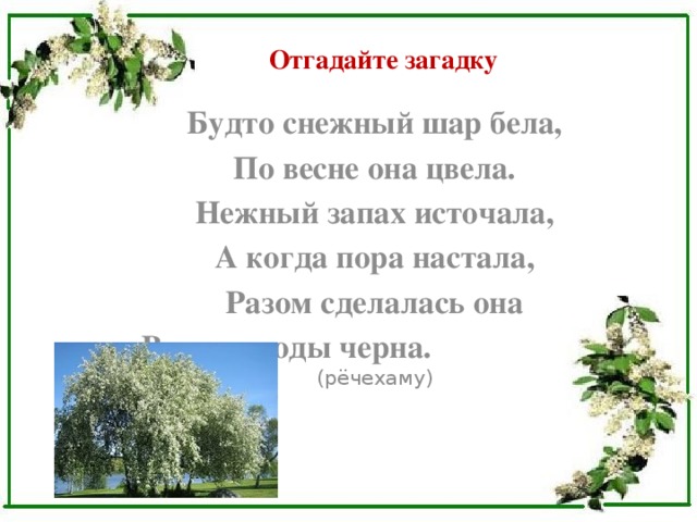 Отгадайте загадку Будто снежный шар бела, По весне она цвела. Нежный запах источала, А когда пора настала, Разом сделалась она Вся от ягоды черна. (рёчехаму) 