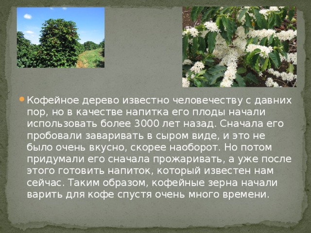 Кофейное дерево известно человечеству с давних пор, но в качестве напитка его плоды начали использовать более 3000 лет назад. Сначала его пробовали заваривать в сыром виде, и это не было очень вкусно, скорее наоборот. Но потом придумали его сначала прожаривать, а уже после этого готовить напиток, который известен нам сейчас. Таким образом, кофейные зерна начали варить для кофе спустя очень много времени. 