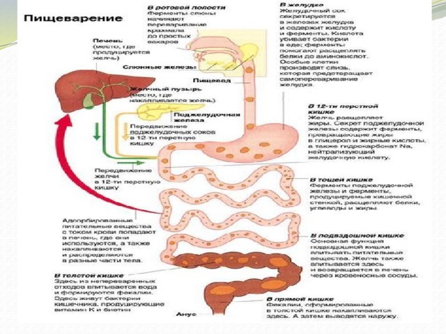 Приятного переваривания картинки