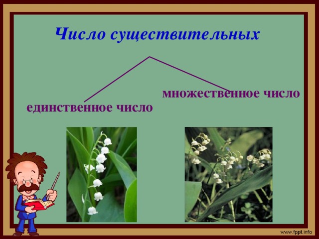 Число существительных  множественное число единственное число 
