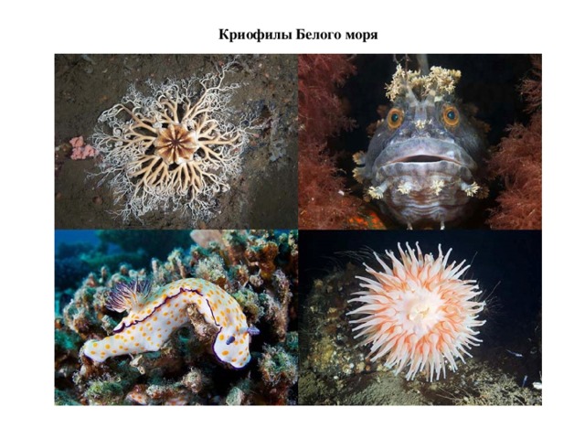 Криофилы Белого моря 