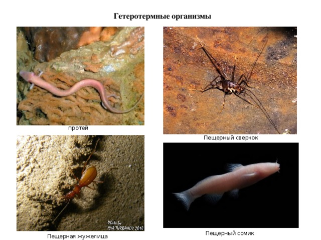 Гетеротермные организмы протей Пещерный сверчок Пещерный сомик Пещерная жужелица 