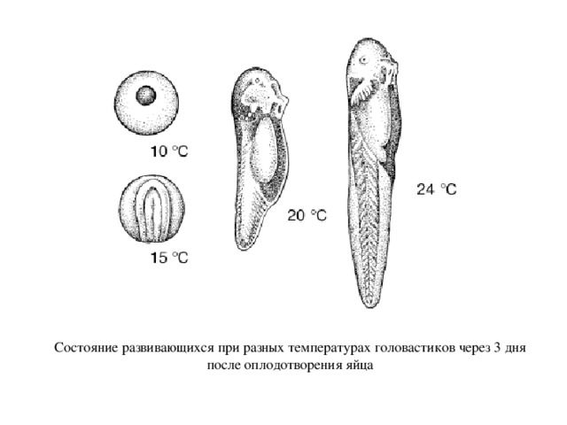 Состояние развивающихся при разных температурах головастиков через 3 дня после оплодотворения яйца 