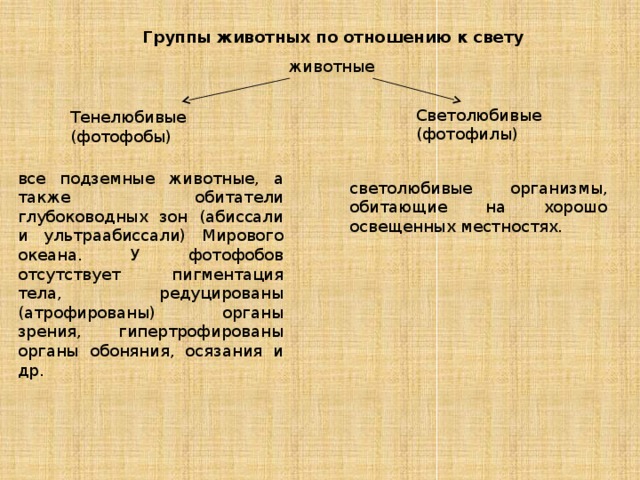 Группы животных по отношению к свету животные Светолюбивые (фотофилы) Тенелюбивые (фотофобы) все подземные животные, а также обитатели глубоководных зон (абиссали и ультраабиссали) Мирового океана. У фотофобов отсутствует пигментация тела, редуцированы (атрофированы) органы зрения, гипертрофированы органы обоняния, осязания и др. светолюбивые организмы, обитающие на хорошо освещенных местностях. 