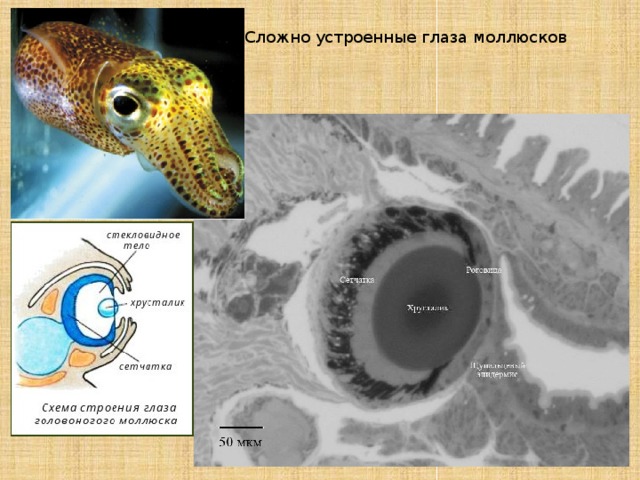 Сложно устроенные глаза моллюсков 