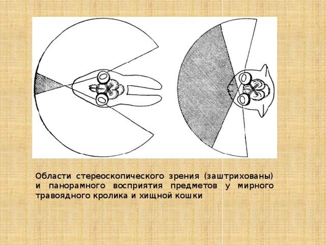 Области стереоскопического зрения (заштрихованы) и панорамного восприятия предметов у мирного травоядного кролика и хищной кошки 