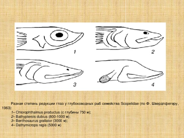 Разная степень редукции глаз у глубоководных рыб семейства Scopelidae (по Ф. Швердпфегеру, 1963): 1 – Chlorophthalmus productus (с глубины 750 м); 2 – Bathypterois dubius (800-1000 м); 3 – Benthosaurus grallator (3000 м); 4 – Dathymicrops regis (5000 м) 