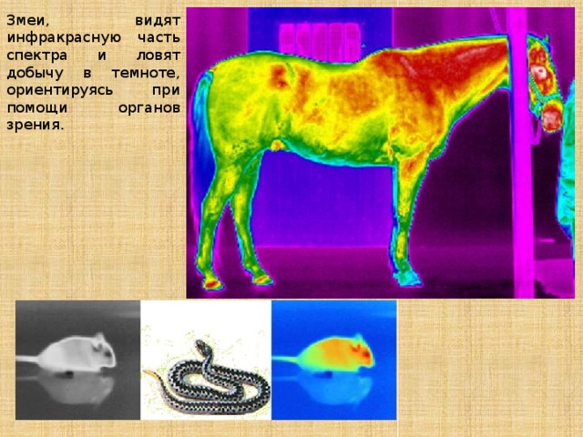 В каких цветах видят животные. Инфракрасное зрение у животных. Инфракрасное зрение у змей. Инфракрасное зрение в темноте. Змеи и инфракрасное излучение.
