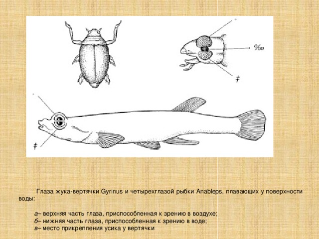  Глаза жука-вертячки Gyrinus и четырехглазой рыбки Anableps, плавающих у поверхности воды:  а – верхняя часть глаза, приспособленная к зрению в воздухе; б – нижняя часть глаза, приспособленная к зрению в воде; в – место прикрепления усика у вертячки 