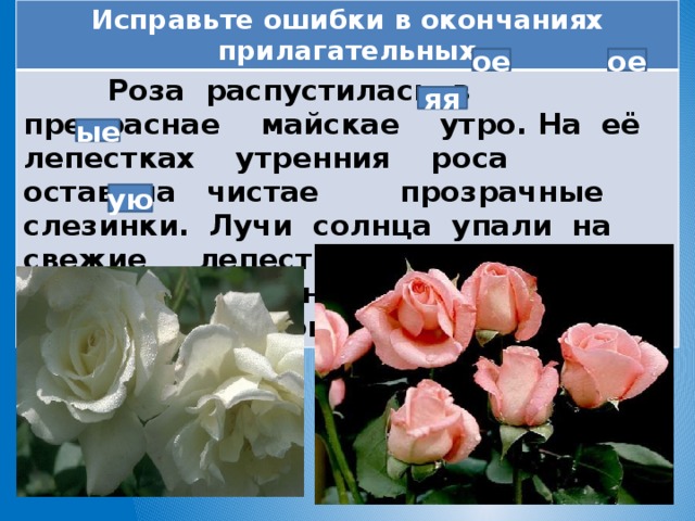 Исправьте ошибки в окончаниях прилагательных  Роза распустилась в прекраснае майскае утро. На её лепестках утренния роса оставила чистае прозрачные слезинки. Лучи солнца упали на свежие лепестки розы. Она склонила чудеснаю головку. От цветка шёл тонкий аромат. ое ое яя ые ую 