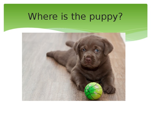 Where is the puppy? 