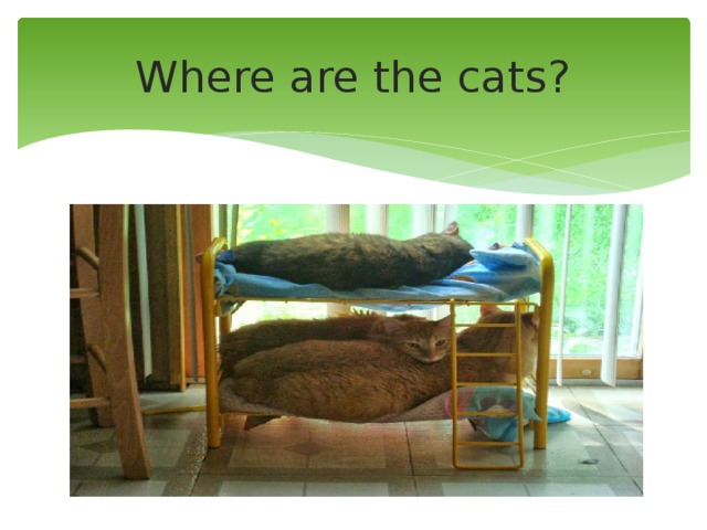 Where are the cats? 