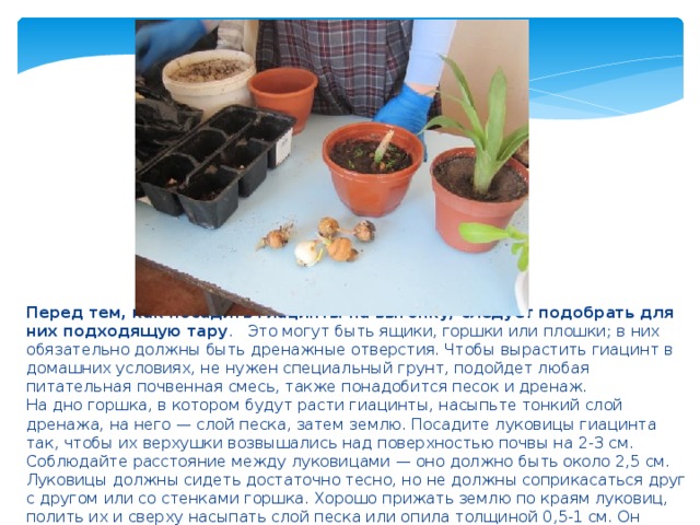 Перед тем, как посадить гиацинты на выгонку, следует подобрать для них подходящую тару . Это могут быть ящики, горшки или плошки; в них обязательно должны быть дренажные отверстия. Чтобы вырастить гиацинт в домашних условиях, не нужен специальный грунт, подойдет любая питательная почвенная смесь, также понадобится песок и дренаж. На дно горшка, в котором будут расти гиацинты, насыпьте тонкий слой дренажа, на него — слой песка, затем землю. Посадите луковицы гиацинта так, чтобы их верхушки возвышались над поверхностью почвы на 2-3 см. Соблюдайте расстояние между луковицами — оно должно быть около 2,5 см. Луковицы должны сидеть достаточно тесно, но не должны соприкасаться друг с другом или со стенками горшка. Хорошо прижать землю по краям луковиц, полить их и сверху насыпать слой песка или опила толщиной 0,5-1 см. Он предотвратит загнивание растений во время выгонки. 