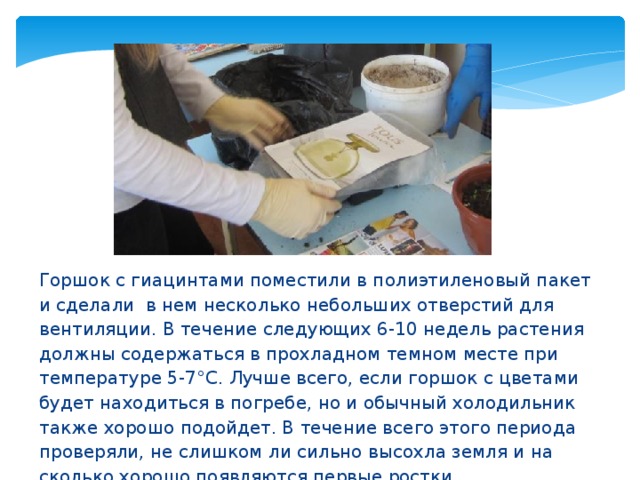 Горшок с гиацинтами поместили в полиэтиленовый пакет и сделали в нем несколько небольших отверстий для вентиляции. В течение следующих 6-10 недель растения должны содержаться в прохладном темном месте при температуре 5-7°С. Лучше всего, если горшок с цветами будет находиться в погребе, но и обычный холодильник также хорошо подойдет. В течение всего этого периода проверяли, не слишком ли сильно высохла земля и на сколько хорошо появляются первые ростки. 