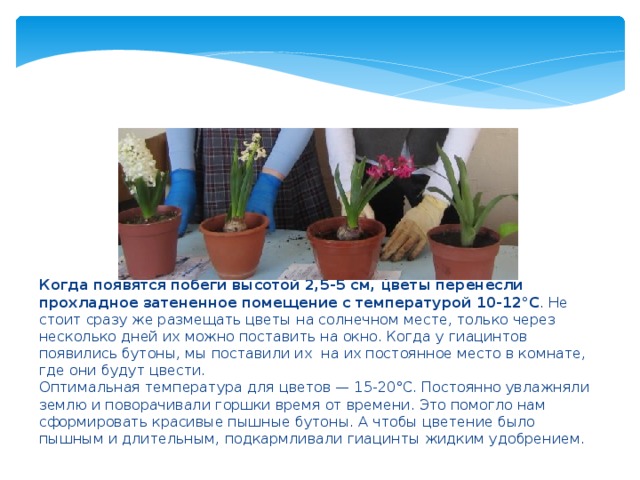 Когда появятся побеги высотой 2,5-5 см, цветы перенесли прохладное затененное помещение с температурой 10-12°С . Не стоит сразу же размещать цветы на солнечном месте, только через несколько дней их можно поставить на окно. Когда у гиацинтов появились бутоны, мы поставили их на их постоянное место в комнате, где они будут цвести. Оптимальная температура для цветов — 15-20°С. Постоянно увлажняли землю и поворачивали горшки время от времени. Это помогло нам сформировать красивые пышные бутоны. А чтобы цветение было пышным и длительным, подкармливали гиацинты жидким удобрением. 