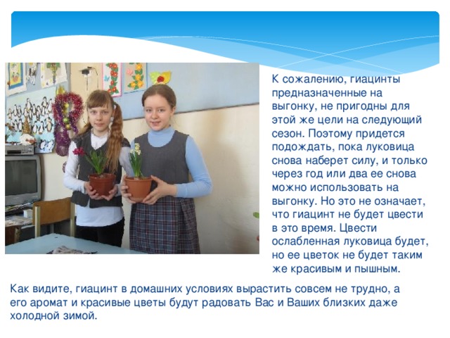 К сожалению, гиацинты предназначенные на выгонку, не пригодны для этой же цели на следующий сезон. Поэтому придется подождать, пока луковица снова наберет силу, и только через год или два ее снова можно использовать на выгонку. Но это не означает, что гиацинт не будет цвести в это время. Цвести ослабленная луковица будет, но ее цветок не будет таким же красивым и пышным. Как видите, гиацинт в домашних условиях вырастить совсем не трудно, а его аромат и красивые цветы будут радовать Вас и Ваших близких даже холодной зимой. 