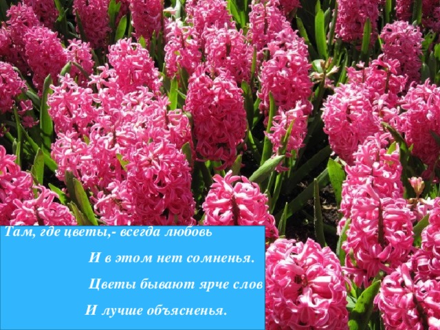 Там, где цветы,- всегда любовь  И в этом нет сомненья.  Цветы бывают ярче слов  И лучше объясненья. 