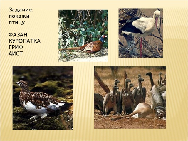 Задание: покажи птицу. ФАЗАН КУРОПАТКА ГРИФ АИСТ  