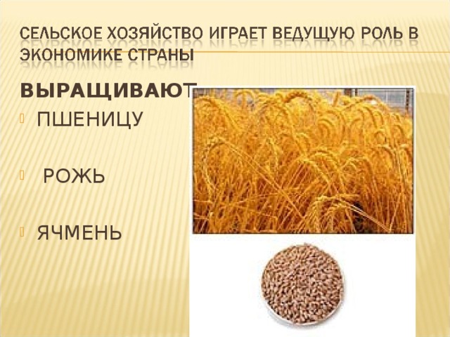 ВЫРАЩИВАЮТ: ПШЕНИЦУ  РОЖЬ ЯЧМЕНЬ  