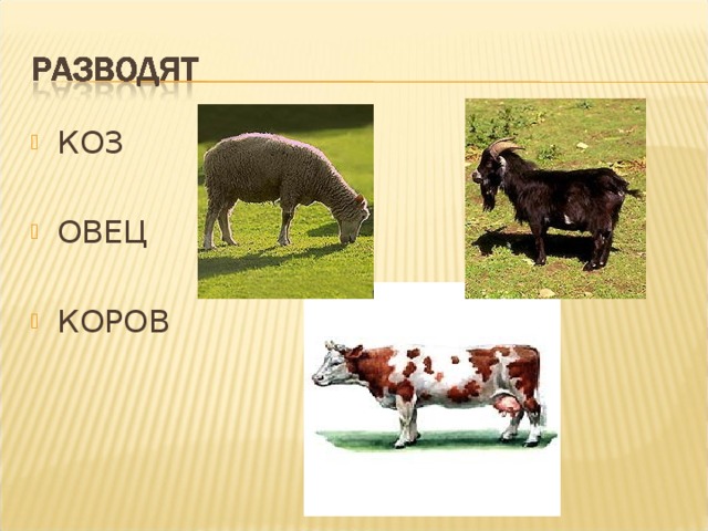 КОЗ  ОВЕЦ КОРОВ  