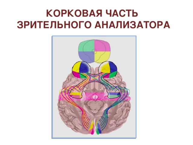 Изменение просвета зрачка 