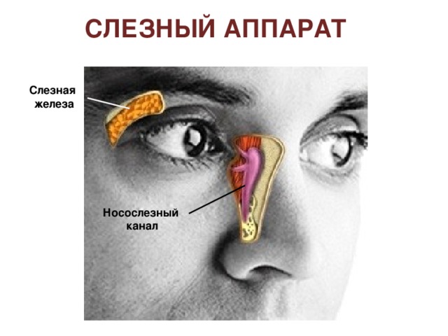 Радужная оболочка глаза карие зеленые голубые серые 