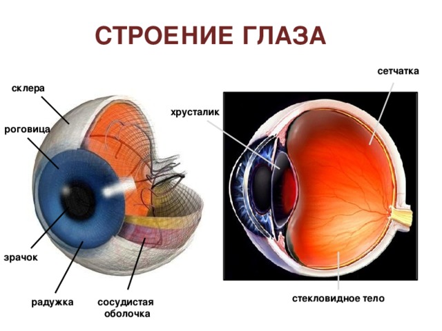  Положение глазного яблока Мышцы, приводящие в движение глазное яблоко Глазное яблоко Глазной нерв 