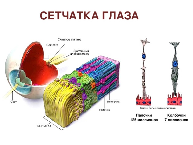 строение глаза сетчатка склера хрусталик роговица зрачок стекловидное тело радужка сосудистая оболочка 