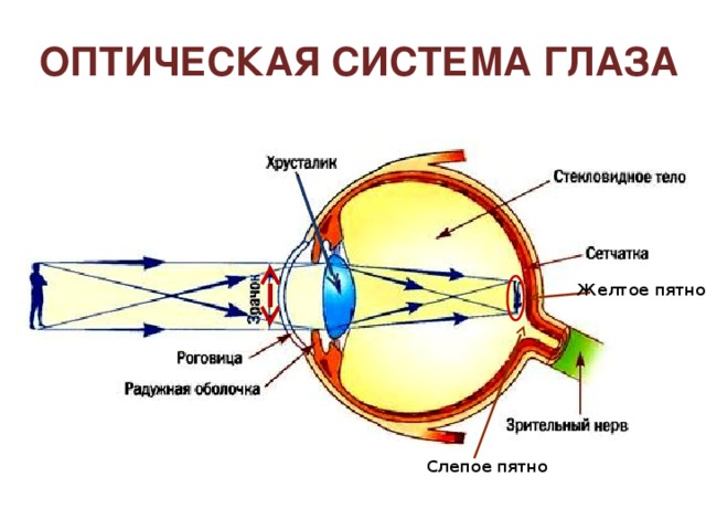 сетчатка глаза Слепое пятно Изображение сетчатки «активно», обеспечивает переход к слайду 9 Палочки Колбочки 125 миллионов 7 миллионов 4 